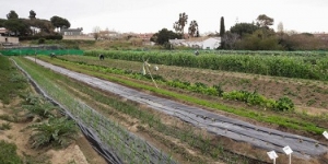 El projecte Horts Socials de Premià de Mar tanca el seu segon any amb 36 participants i 20 tones recollides
