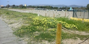 Comença la campanya d'eliminació de plantes invasores a les zones dunars metropolitanes