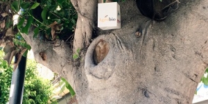 Mataró aposta per la lluita biològica i l’endoteràpia vegetal en els tractaments fitosanitaris a l’arbrat