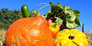 KATUMA: Plataforma online per facilitar el consum agroecològic de proximitat