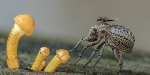 Pedro Sepúlveda guanyador del Concurs de Fotografia Naturalista 2016 de l’ANG