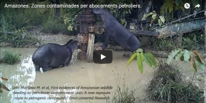 Poblacions indígenes de l'Amazones s'alimenten d'animals intoxicats per petroli