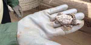 La tortuga babaua torna a reproduir-se al delta de l'Ebre durant el 2017