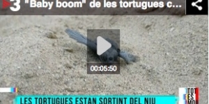 Nous naixements de tortugues babaues a Cambrils i Premià de Mar