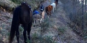 Divuit cavalls faran el camí de transhumància del Pirineu al Parc del Garraf per passar-hi l'hivern