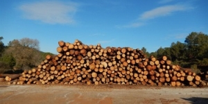 L'ús de la biomassa forestal en calefacció pot superar un estalvi del 60% al sector turístic