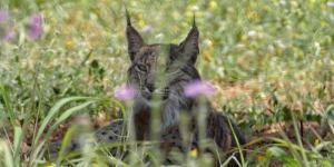 Detectat un linx ibèric a l'Àrea Metropolitana de Barcelona