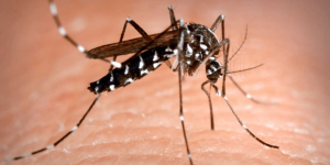 Barcelona desplega una nova campanya de control del mosquit tigre amb noves zones de risc sota vigilància