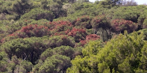 Un estudi determina l’evolució de la plaga que afecta als boscos de pi pinyer del Maresme